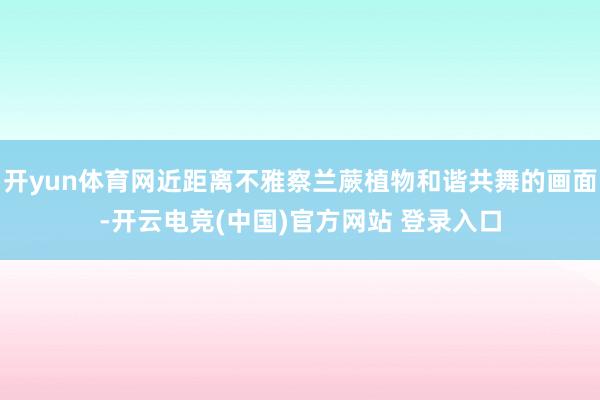 开yun体育网近距离不雅察兰蕨植物和谐共舞的画面-开云电竞(中国)官方网站 登录入口
